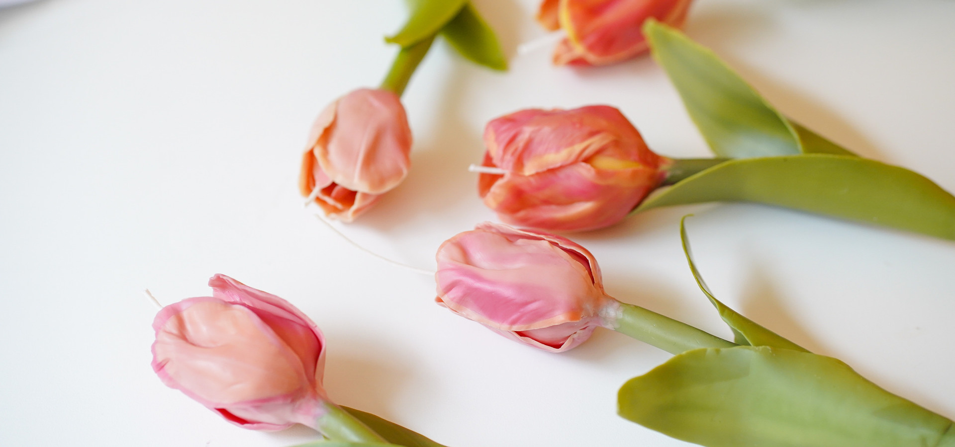 2024 CLAB wax flower class