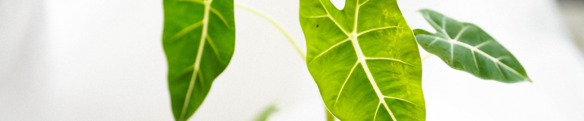 FLIPPOS GREENLAND 綠色大地