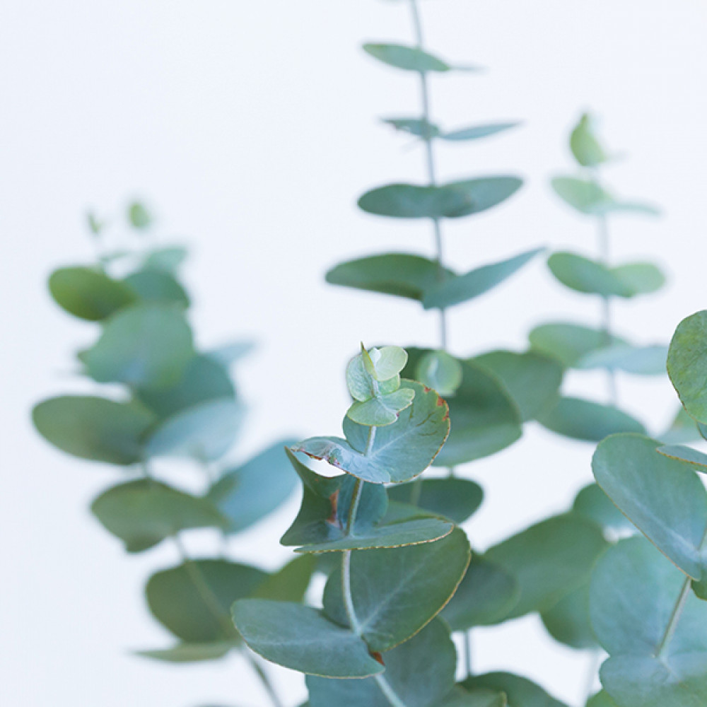 Eucalyptus (YC Type) 桉樹留蘭香