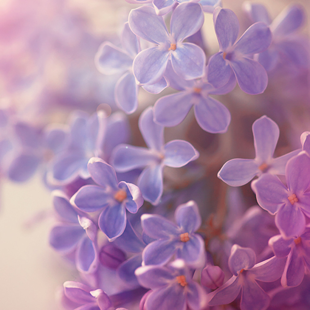 Lilac, En Passant (Frederic Malle Type) 雨後紫丁香