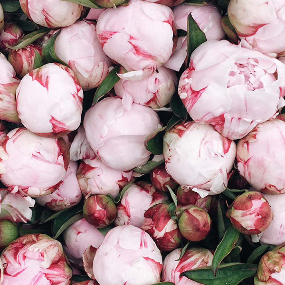 Peony (L Type) 牡丹