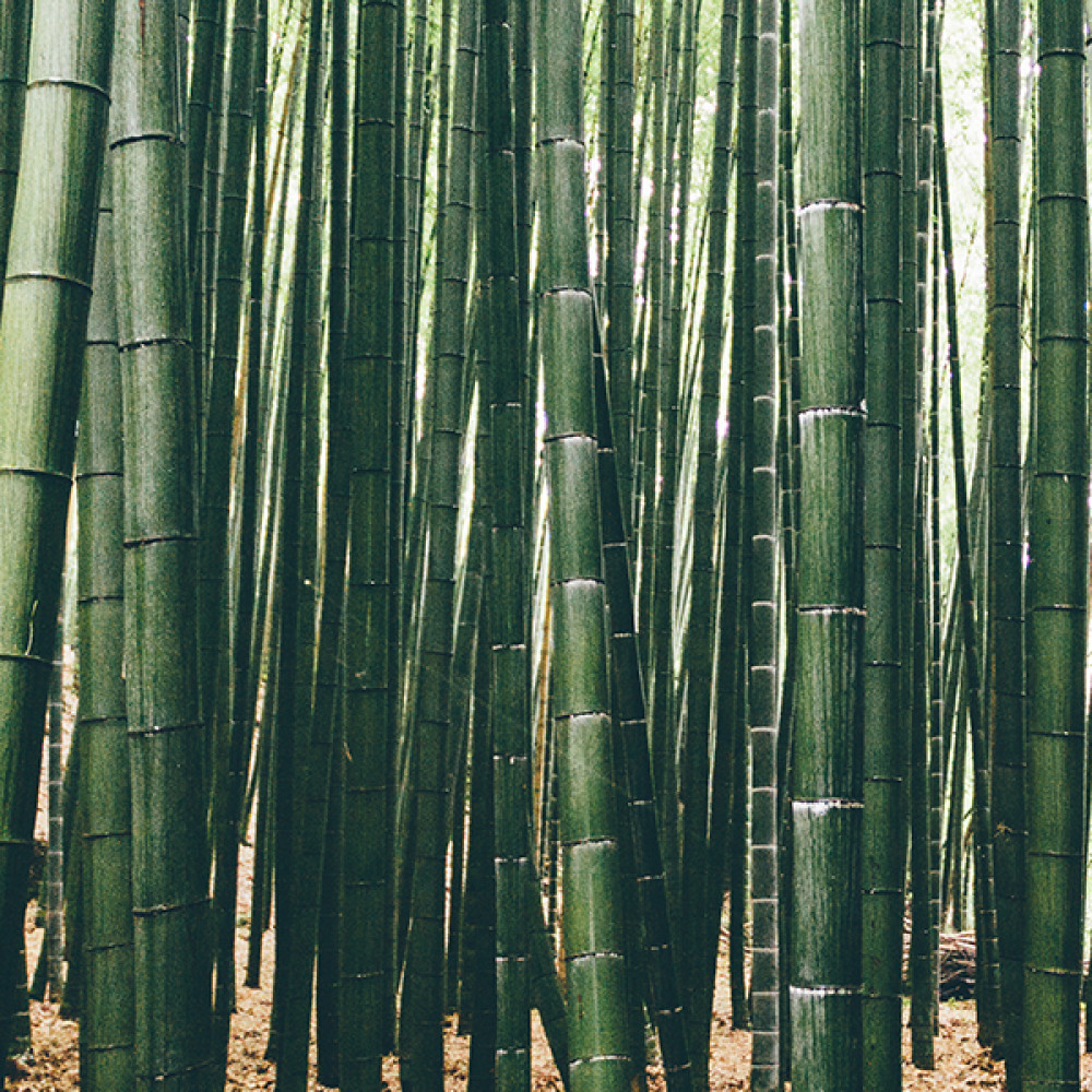 Bamboo竹