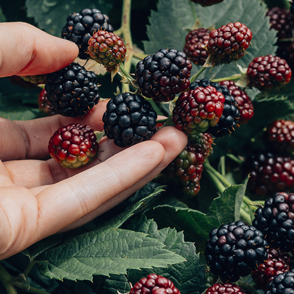 Blackberry & Bay 黑莓與月桂葉