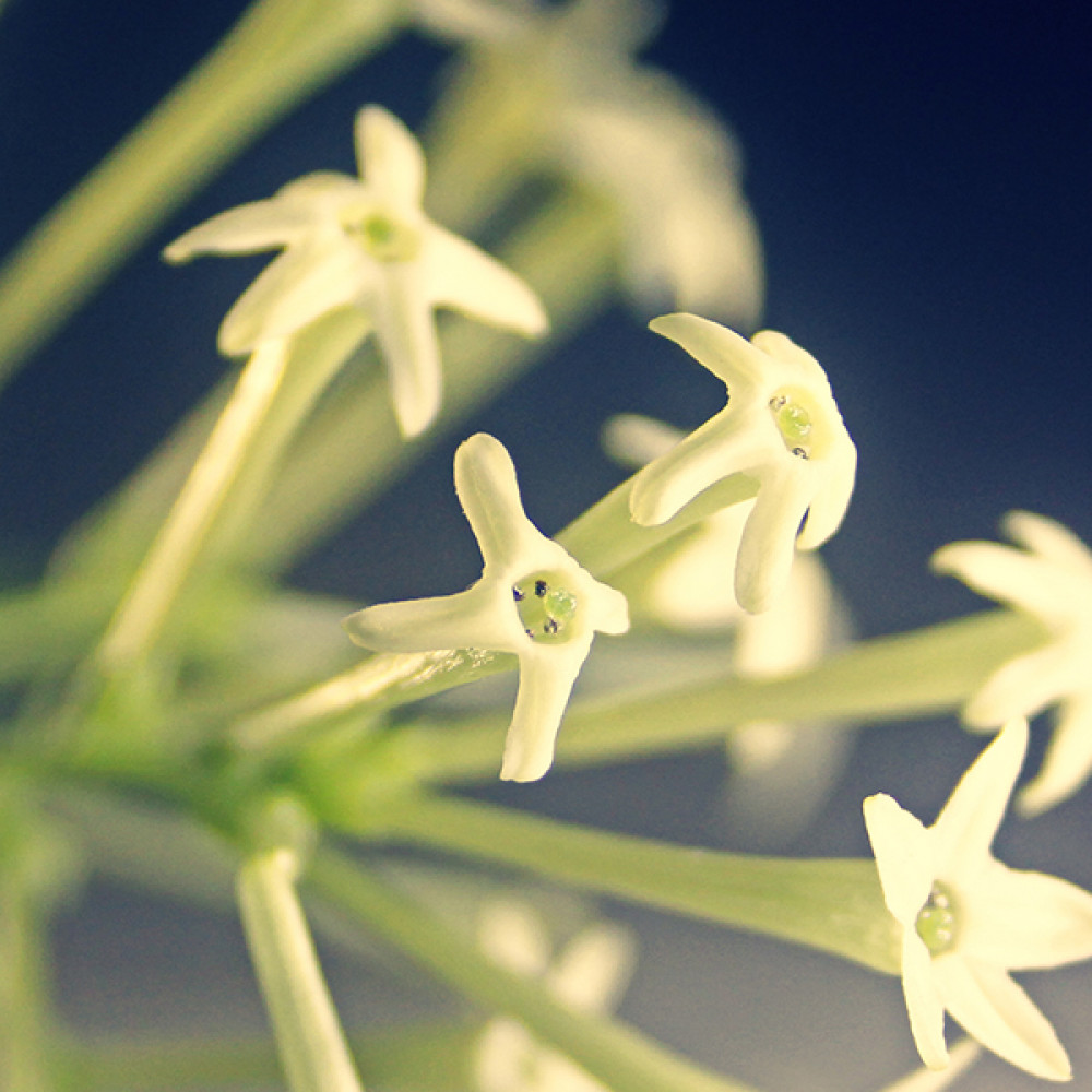 Do Son = Tuberose (D type) 杜桑