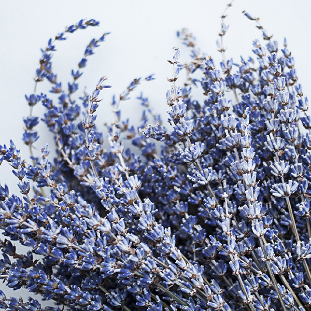 French Lavender 法國薰衣草