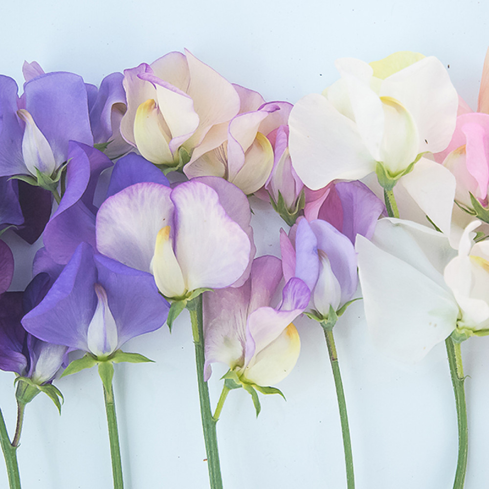 Garden Sweet Pea (YC Type) 花園甜碗豆