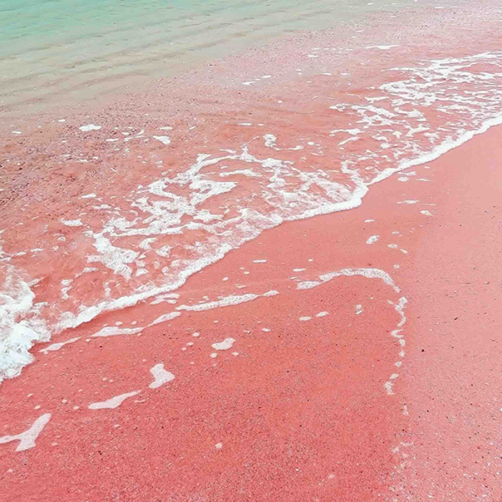 Pink Sands (YC Type)  粉紅沙灘