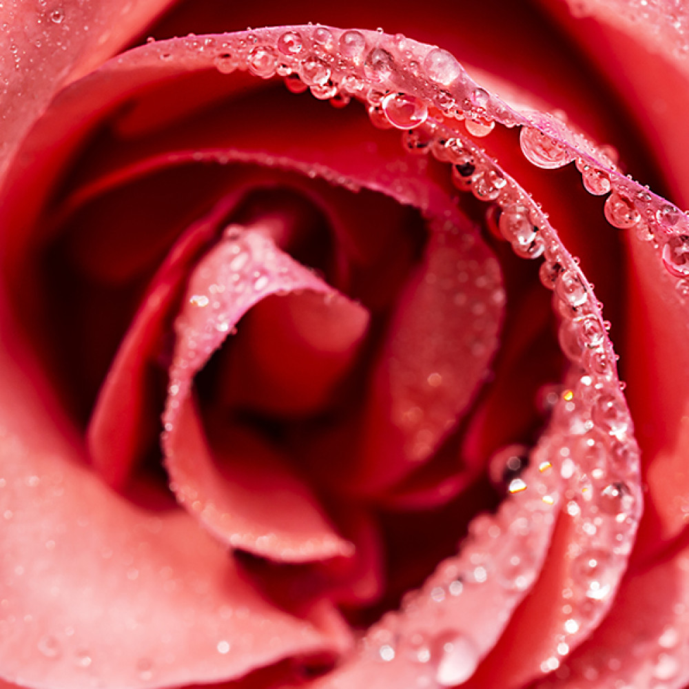 Red Roses (JM Type) 紅玫瑰