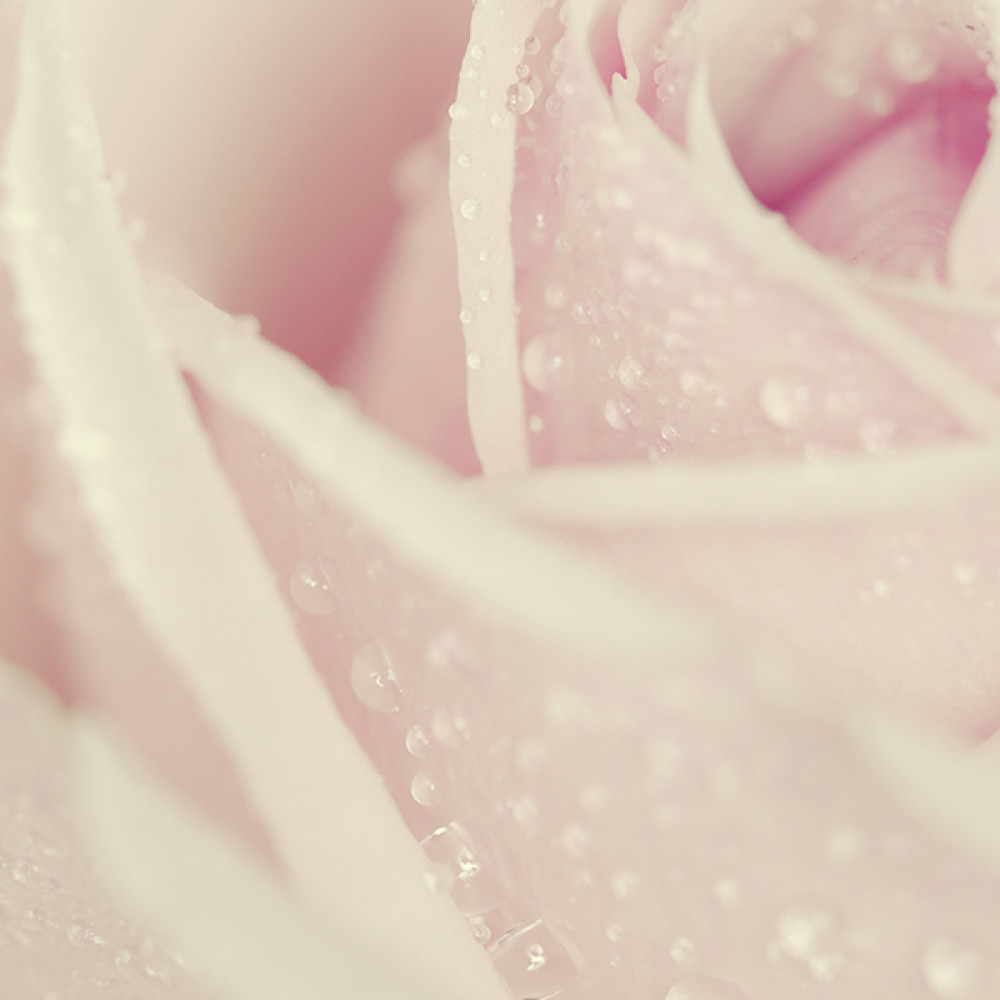 White Rose 白玫瑰