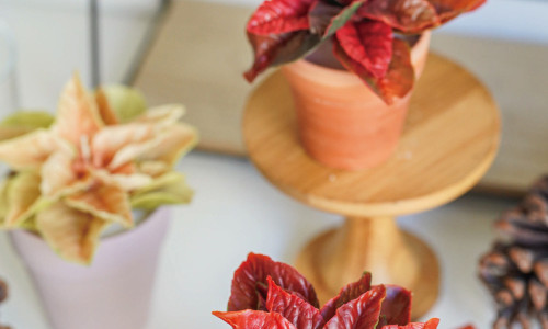 2022冬季最新 CLAB Wax plant candle 療癒系植物蠟燭一日證書課程